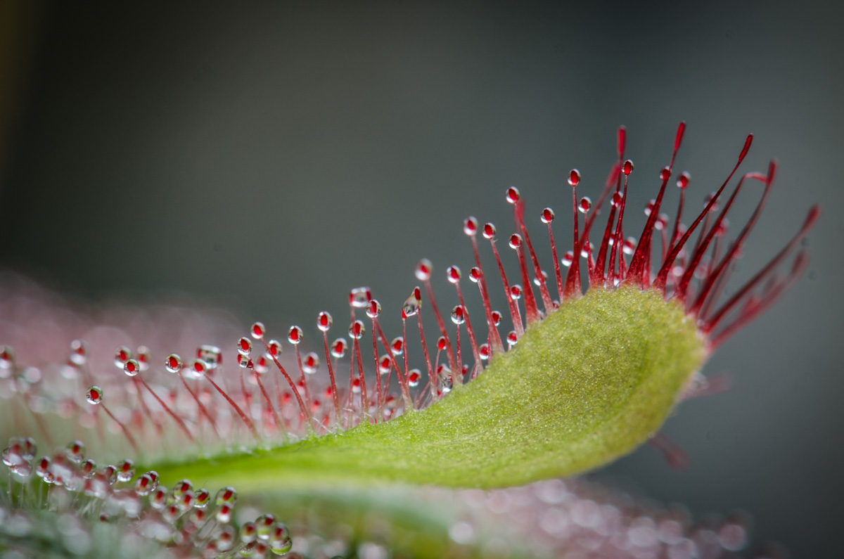Drosera aliciae