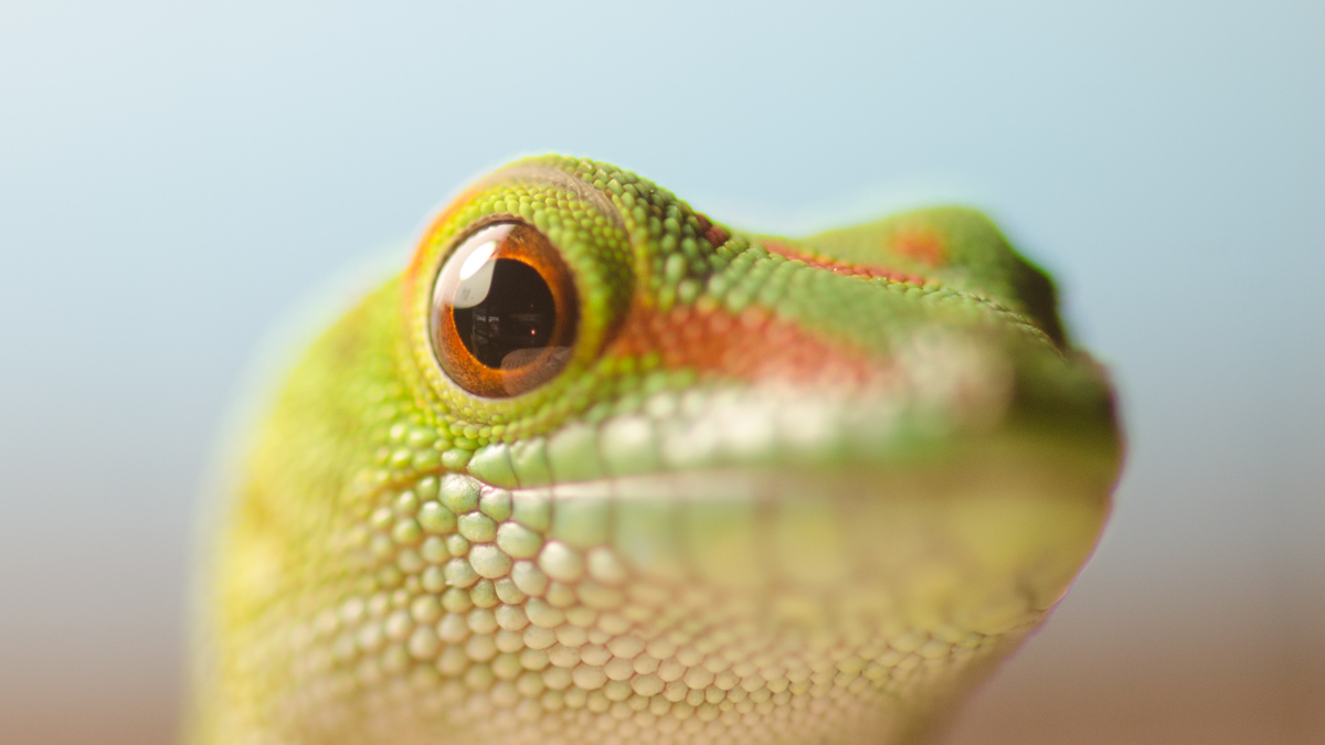 Phelsuma grandis