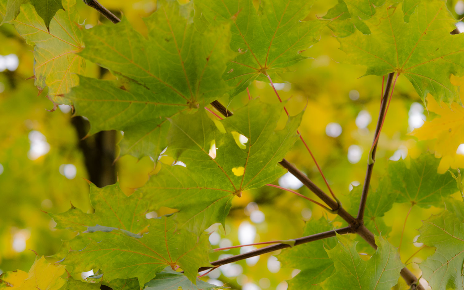 Gesichter im Wald