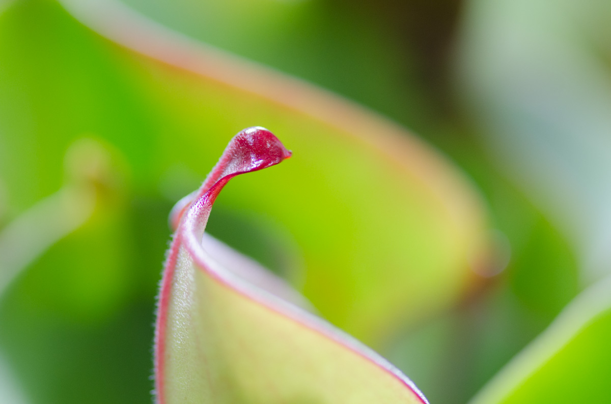 Heliamphora heterodoxa x minor Heliamphora heterodoxa x minor