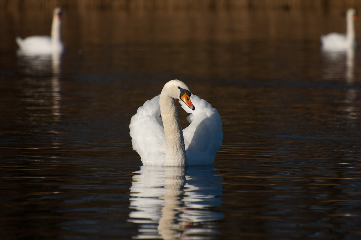 Schwan
