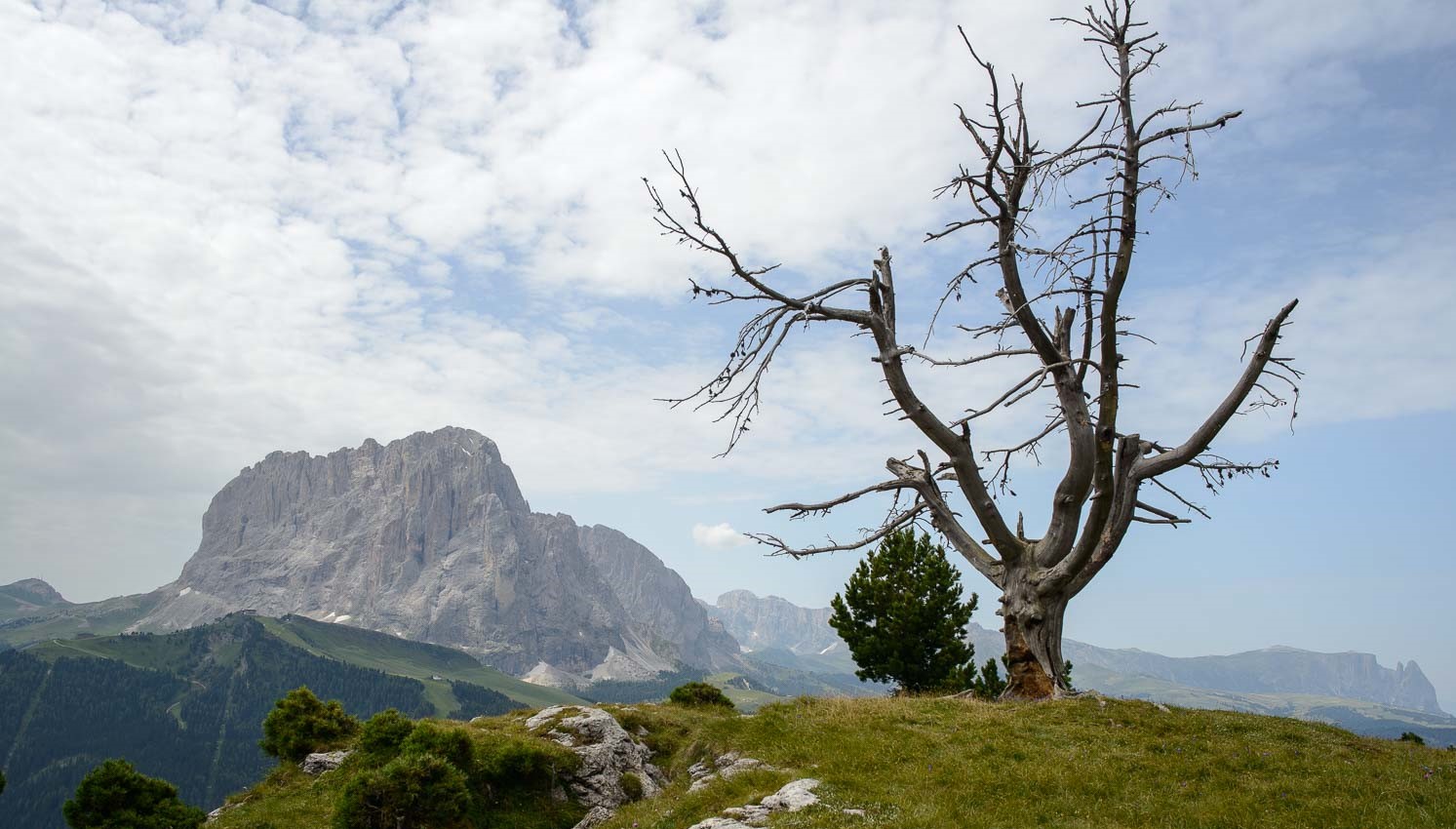 Der tote Baum