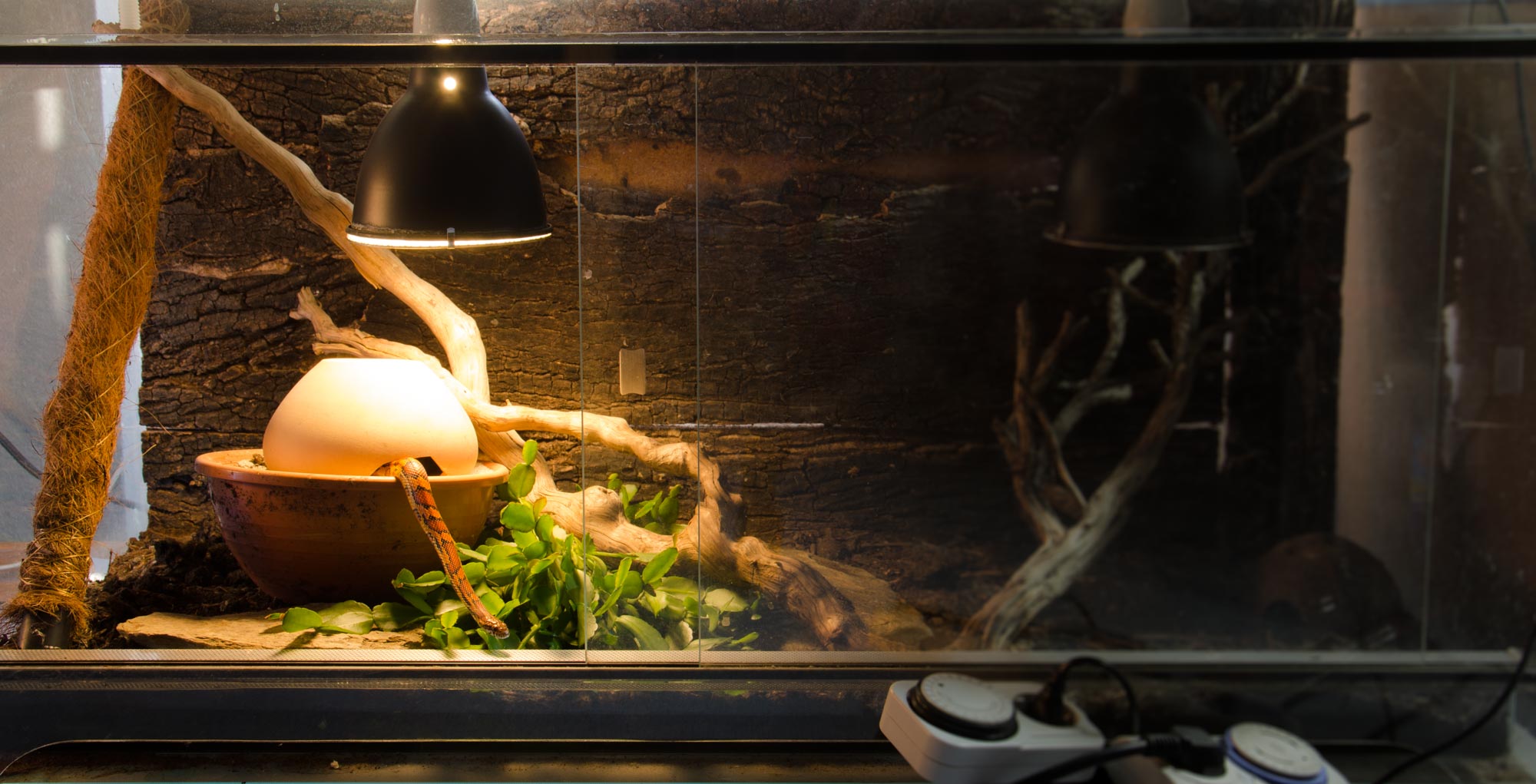 Kleines Terrarium